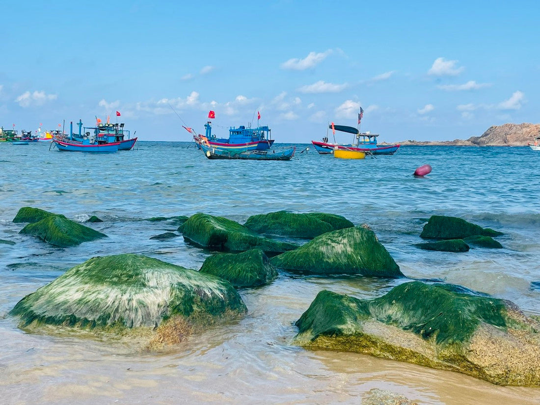 Làng chài Nhơn Hải có nằm trong lịch trình tiêu chuẩn của Tour Du Lịch Quy Nhơn 1 Ngày đi đảo không?