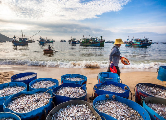 Nếu đi Tour Quy Nhơn 1 Ngày vào mùa mưa bão, lịch trình đi đảo có bị thay đổi không?