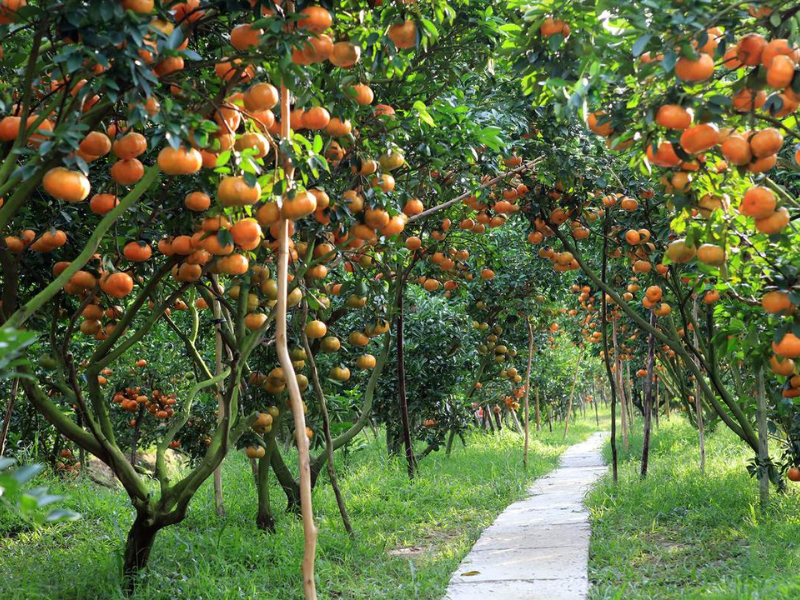 Tour Vĩnh Long 2 ngày 1 đêm