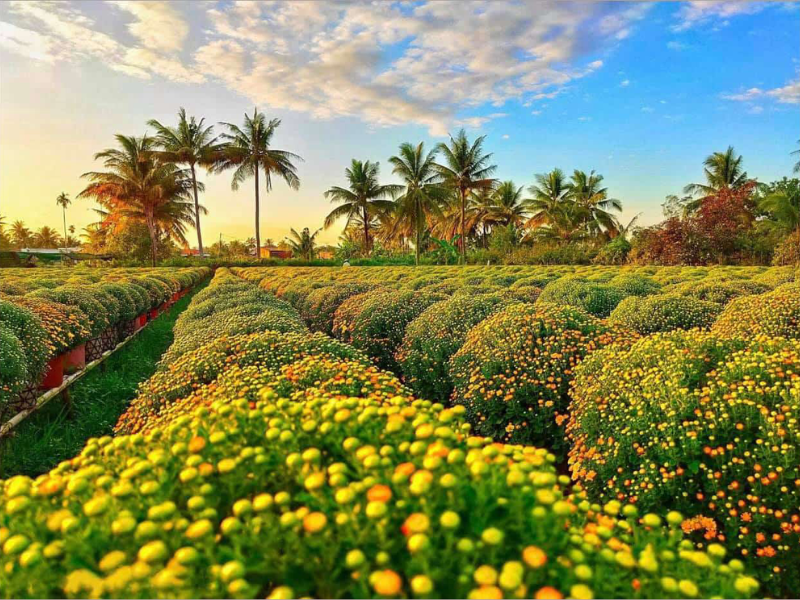 Tour Đồng Tháp 2 ngày 1 đêm