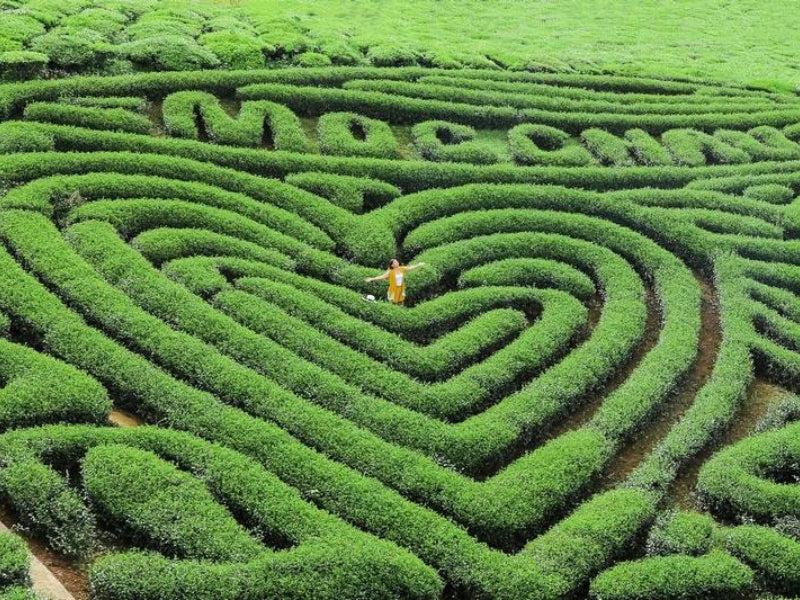 Tour Mộc Châu 2 ngày 1 đêm