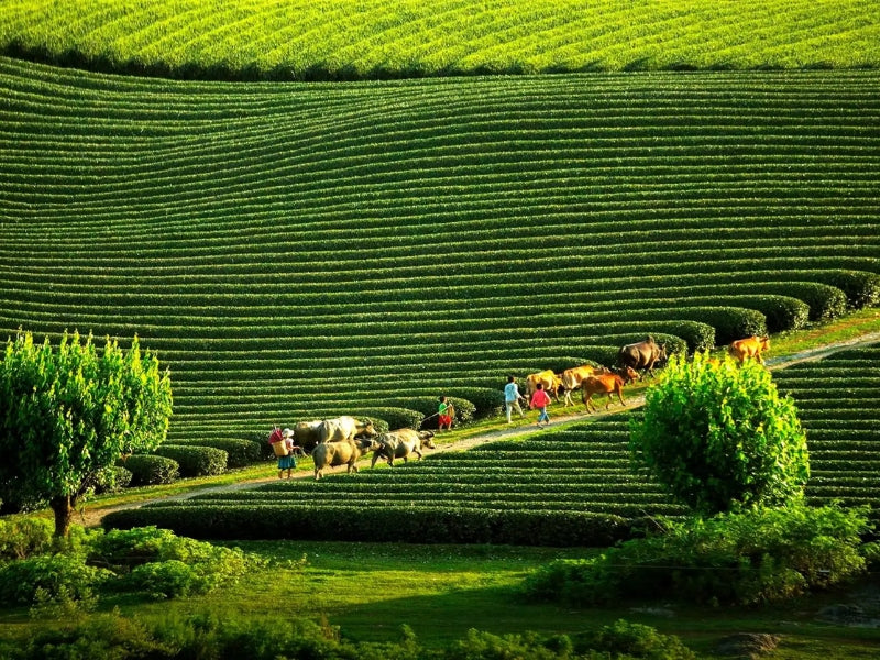 Tour nghỉ lễ 30/4 & 1/5 ở Mộc Châu