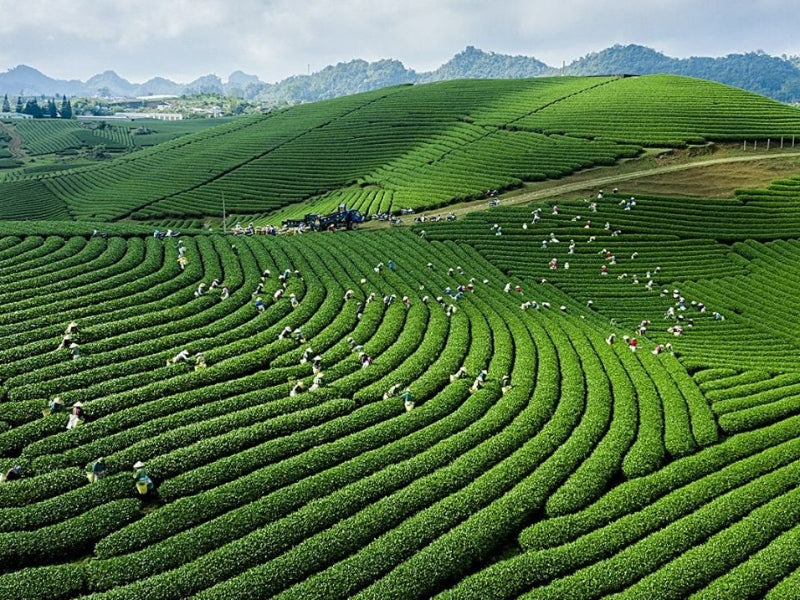 Tour Điện Biên 4 Ngày 3 Đêm Từ Cần Thơ