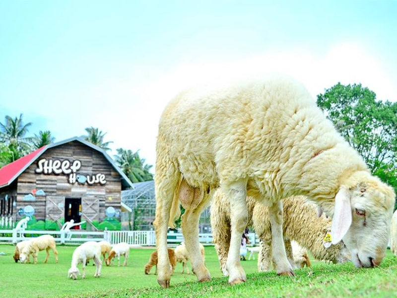 Tour Thái Lan 5 ngày 4 đêm từ Hà Nội