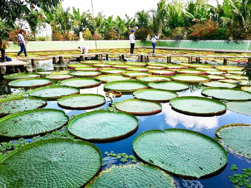 Tour Đồng Tháp 1 ngày từ TP.HCM