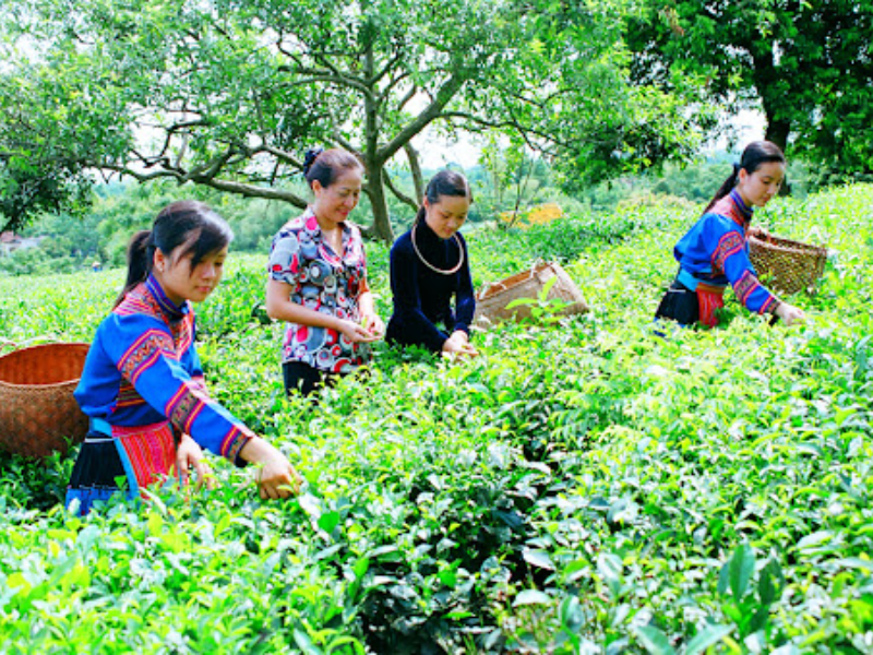 Tour Thái Nguyên 2 ngày 1 đêm từ Hà Nội