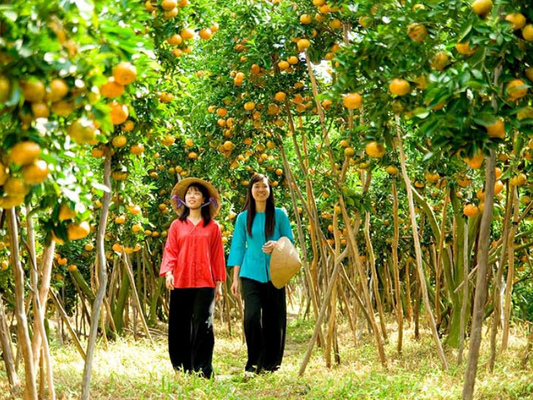 Tour Bến Tre 2 ngày 1 đêm từ TP.HCM
