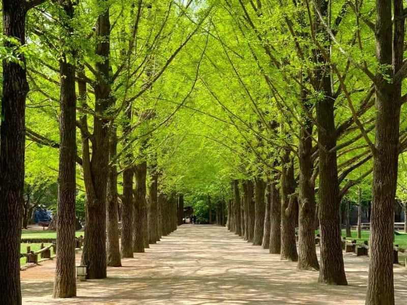 Tour Hàn Quốc 6 ngày 5 đêm từ Đà Nẵng