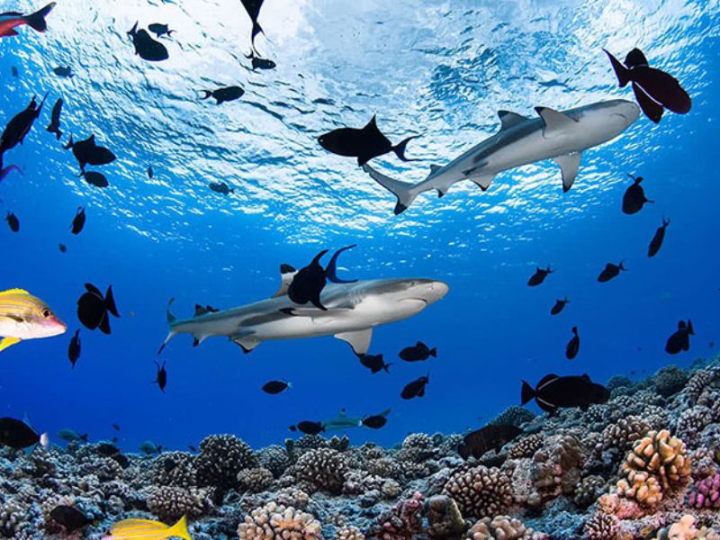 Tour Nam Du 4 ngày 3 đêm từ Nha Trang