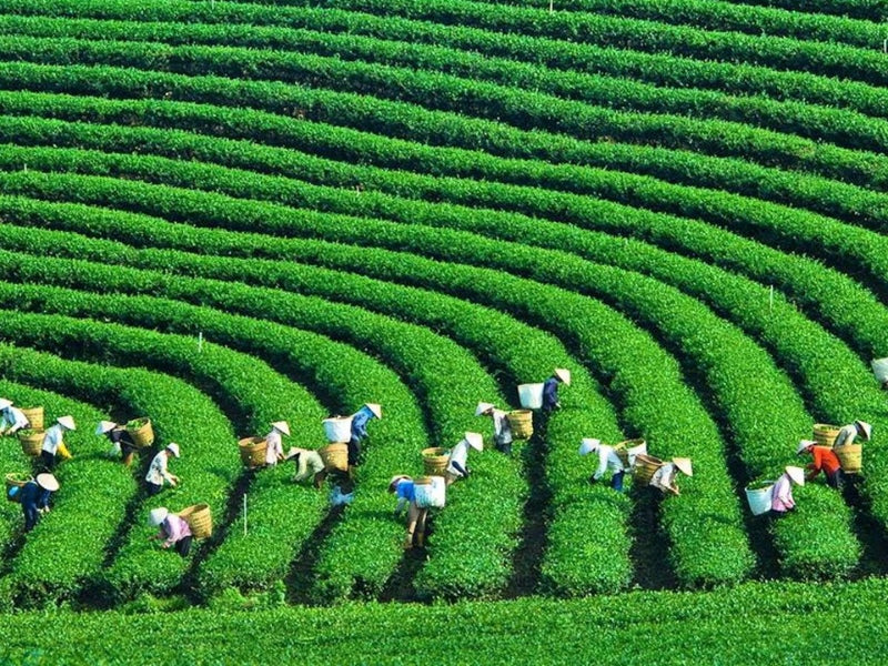 Tour Tây Bắc 5 Ngày 4 Đêm