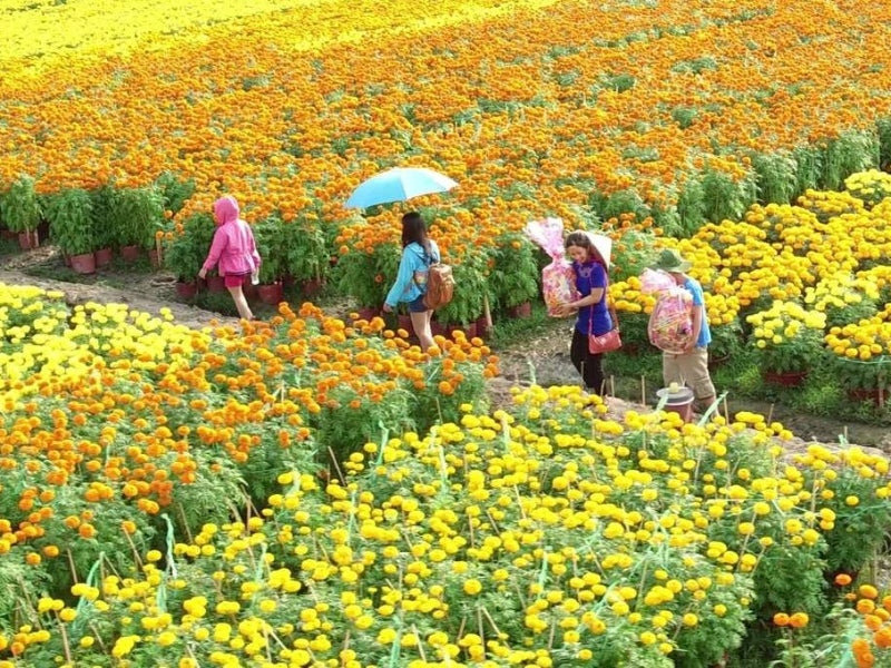 Tour Đà Lạt 4 ngày 3 đêm từ Hà Nội
