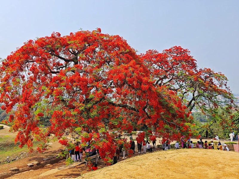 Tour Tết Nguyên Đán 2025 ở Điện Biên