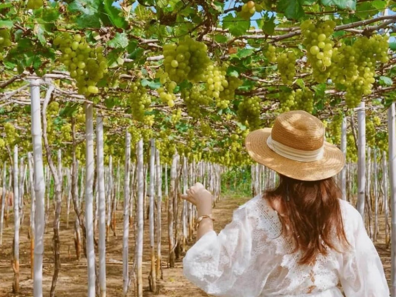Tour Đảo Bình Hưng 2 ngày 1 đêm từ TP.HCM