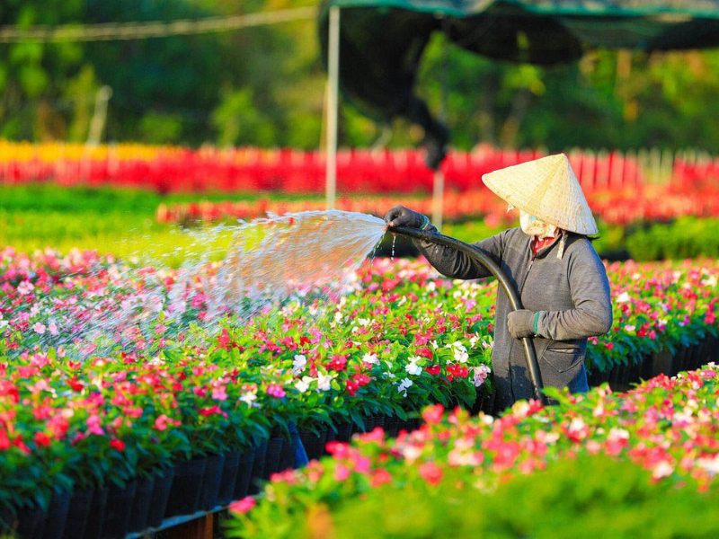 Tour Đồng Tháp 1 ngày