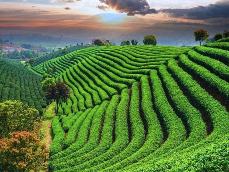 Tour Trung Quốc 6 Ngày 5 Đêm Từ TP.HCM