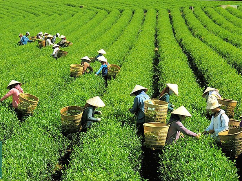 Tour Lâm Đồng 3 ngày 3 đêm từ TP.HCM