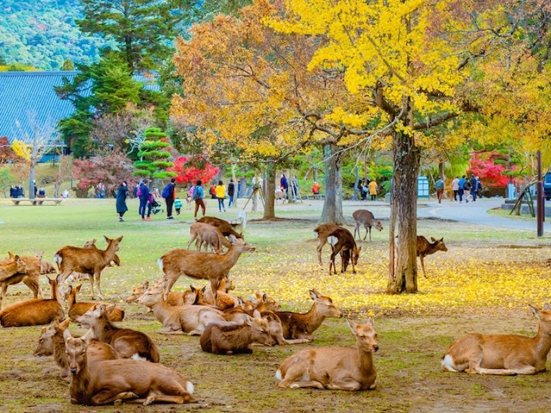 Tour Nhật Bản 5 ngày 4 đêm từ Đà Nẵng