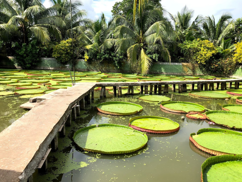 Tour Đồng Tháp 2 ngày 1 đêm từ TP.HCM