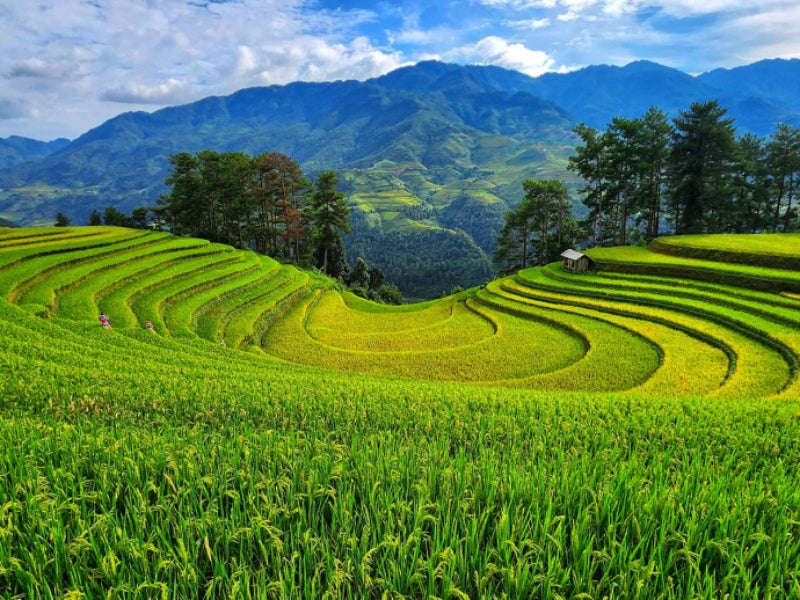 Tour nghỉ lễ 30/4 & 1/5 Tây Bắc