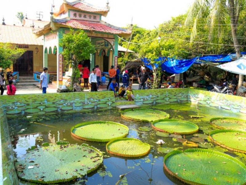Tour Đồng Tháp 1 ngày từ TP.HCM