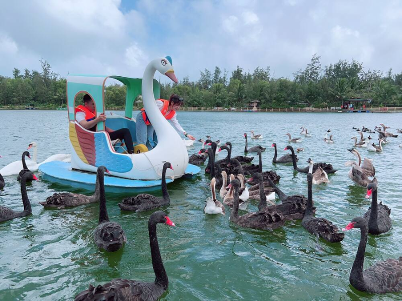 Tour FLC Zoo Safari Park Quy Nhơn 1 Ngày