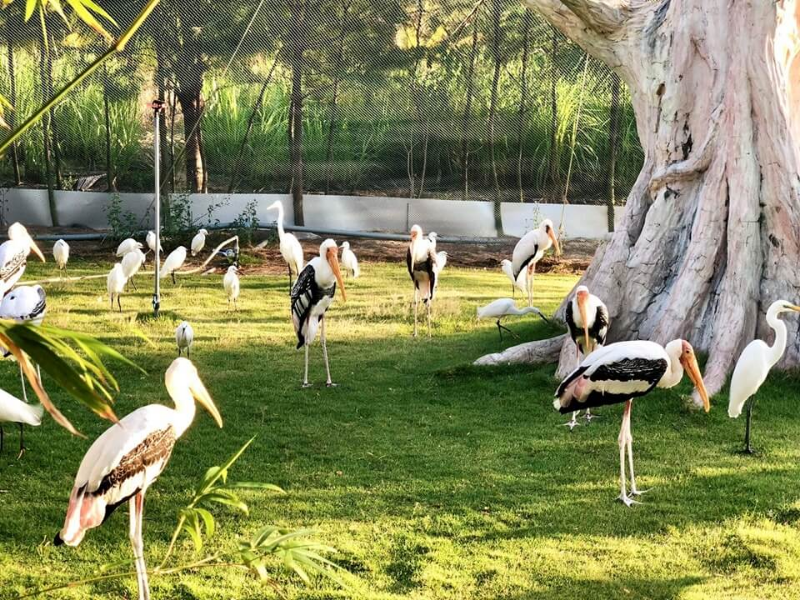 Tour FLC Zoo Safari Park Quy Nhơn 1 Ngày