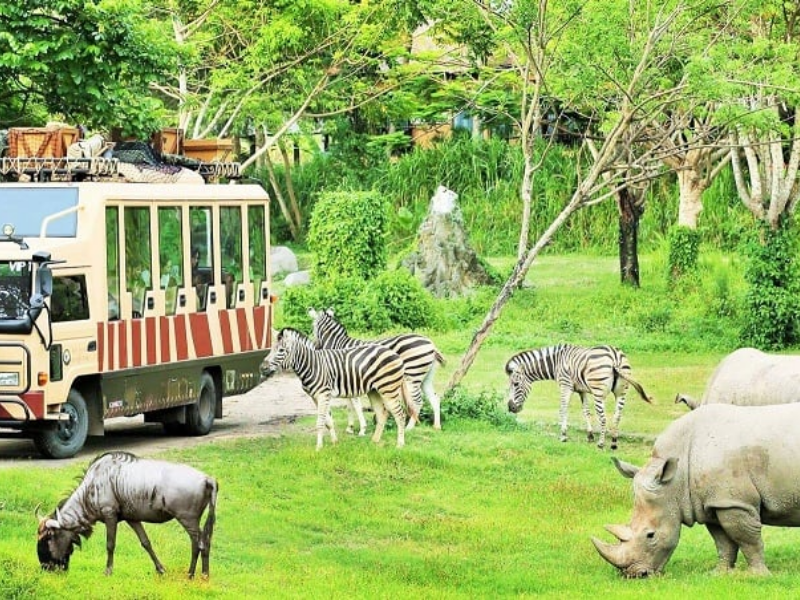 Tour FLC Zoo Safari Park Quy Nhơn 1 Ngày