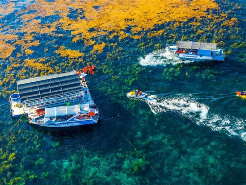 Tour Lặn Ngắm San Hô Quy Nhơn 1 Ngày