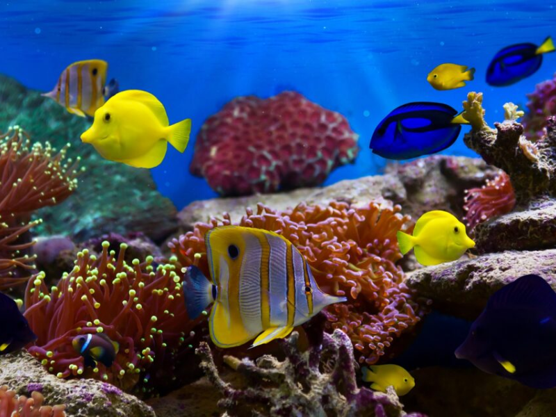 Tour Đi Bộ Dưới Đáy Biển (Seawalker) Nha Trang