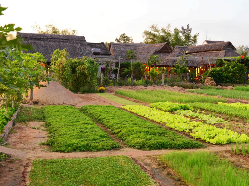 Tour Trải Nghiệm Làng Rau Trà Quế 1 Ngày