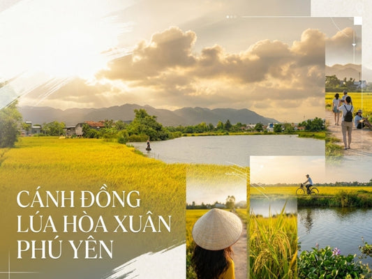 Cánh Đồng Lúa Hòa Xuân Phú Yên