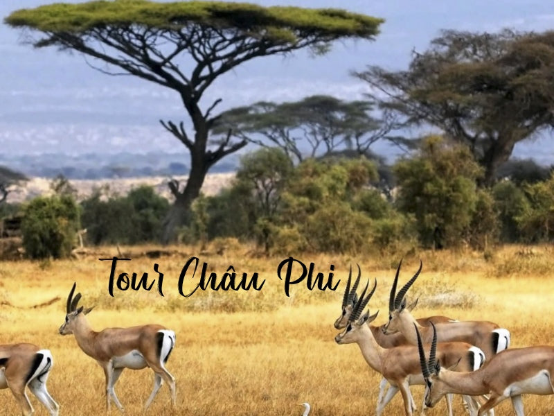 Tour Châu Phi