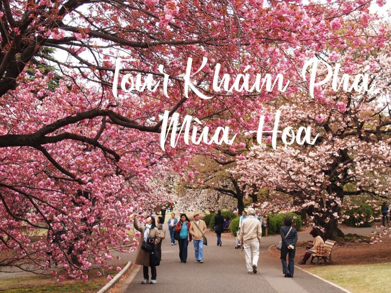Tour Mùa Hoa