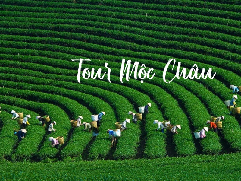 Tour Mộc Châu