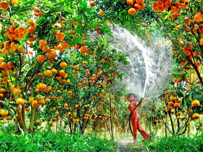 Tour Cần Thơ 2 ngày 1 đêm