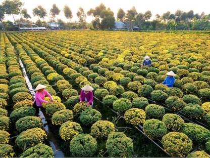 Tour nghỉ lễ 30/4 & 1/5 ở Đồng Tháp