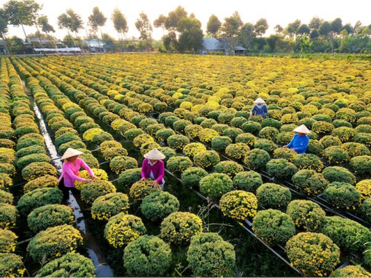 Tour nghỉ lễ 30/4 & 1/5 ở Đồng Tháp