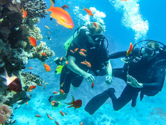 Tour Lặn Biển Chuyên Sâu tại Hòn Mun 1 Ngày