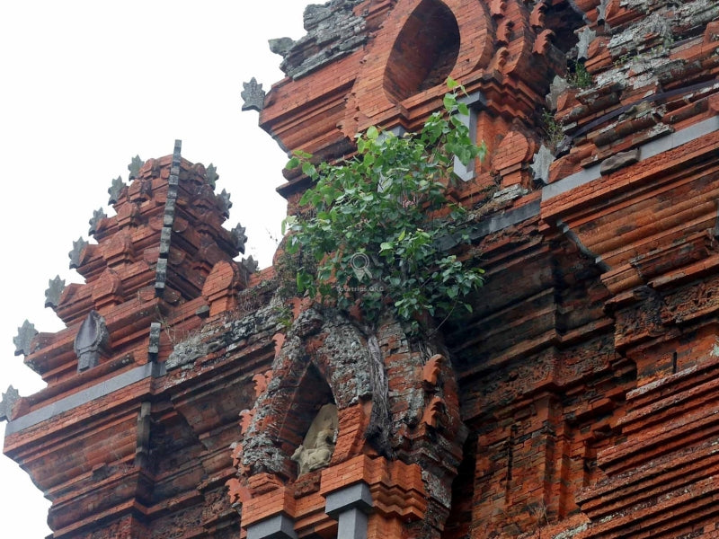 Tour Tháp Chăm Bình Định 1 Ngày