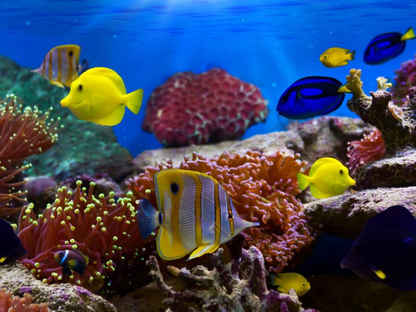 Tour Đi Bộ Dưới Đáy Biển (Seawalker) Nha Trang