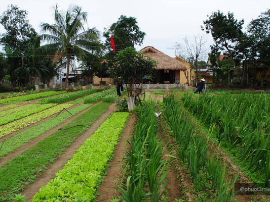 Tour Trải Nghiệm Làng Rau Trà Quế 1 Ngày